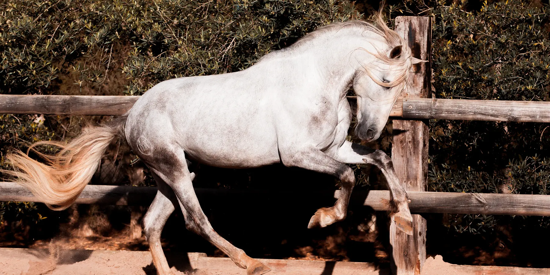 Ein graues Pferd mit einer wallenden hellen Schweif, das die Vorderbeine hebt und neben einem Holzzaun durch den Sand trabt